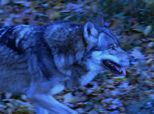 Seitdem soll dort nachts ein Werwolf herumschleichen und um Mitternacht ein Bauer mit schwarzen Pferden, deren Augen feurig-rot glühen, den Acker pflügen. So die Legende. | Foto: Christel Wolter