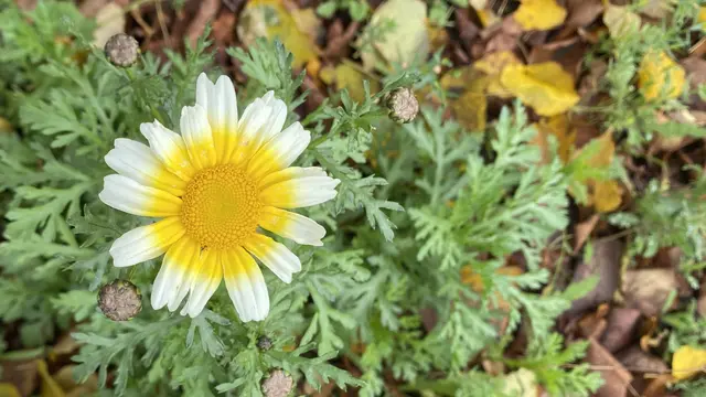 Die Kronenwucherblumen hören nicht auf zu blühen. Foto: Helmut Kuzina