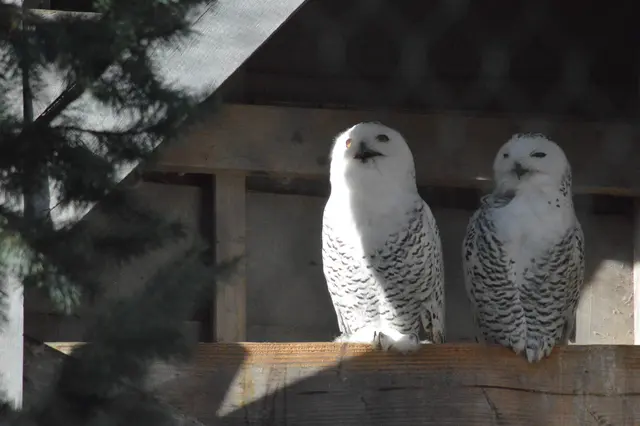 Diese Eulen warten auf den Schnee