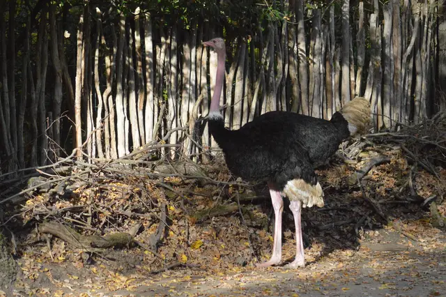 Im November fallen die Blätter