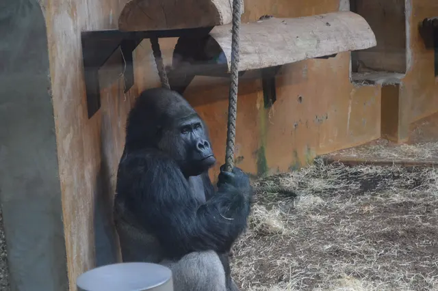 Der Gorilla nimmt es gelassen