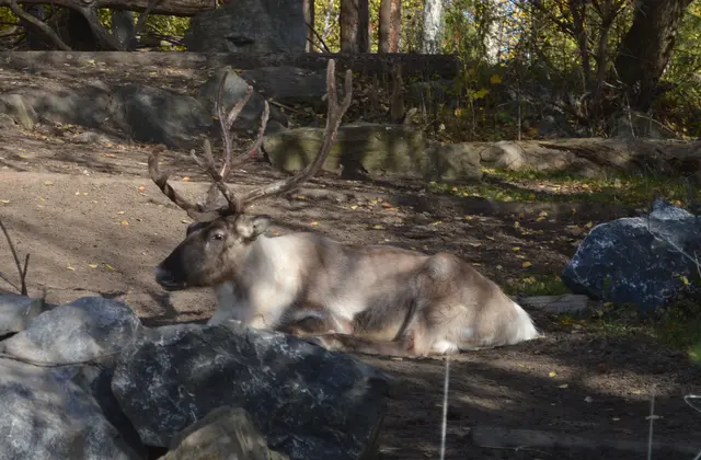 Ich bin bereit für Santa Claus- Rentiere können auch fliegen.
