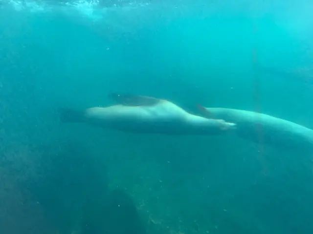 Was da so alles schwimmt