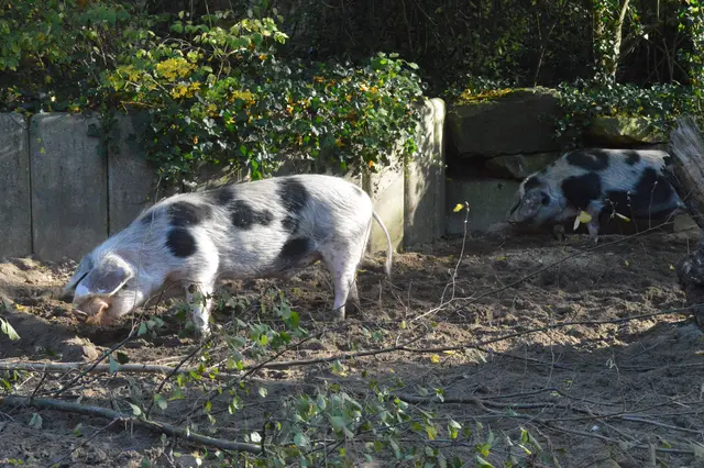 Buntes Bentheimer Landschwein