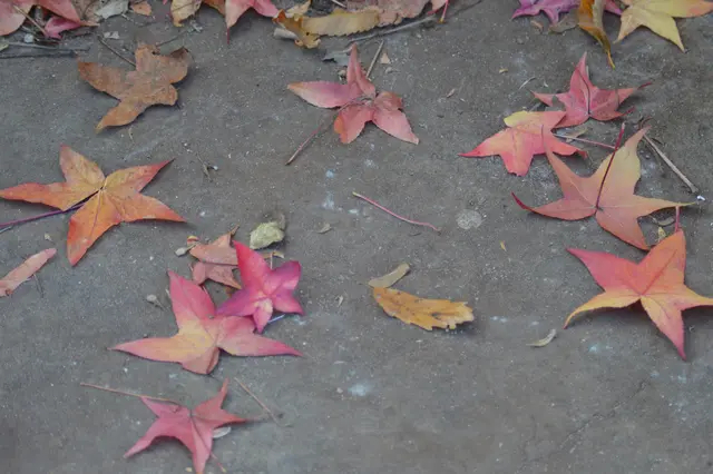 Es ist wirklich Herbst