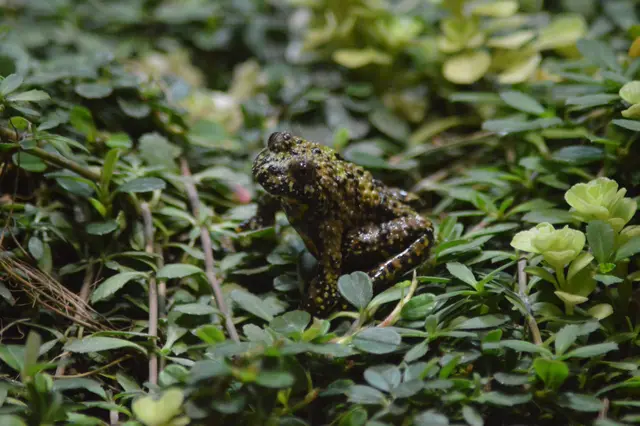 Chinesische Rotbauchunke