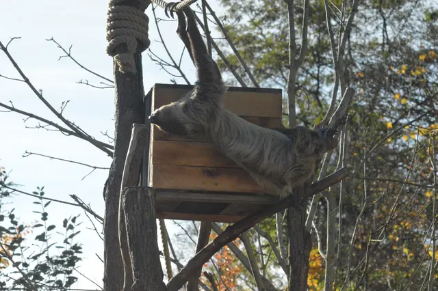 Als Faultier hänge ich jetzt erst mal ab