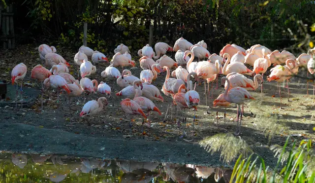 Die Flamingos stört das nicht