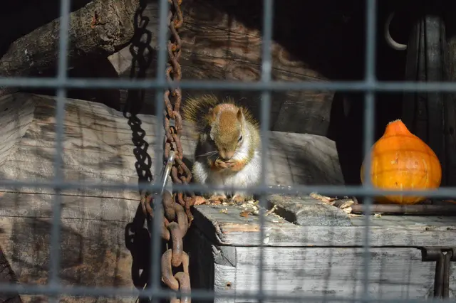 Weiter zum Rothörnchen