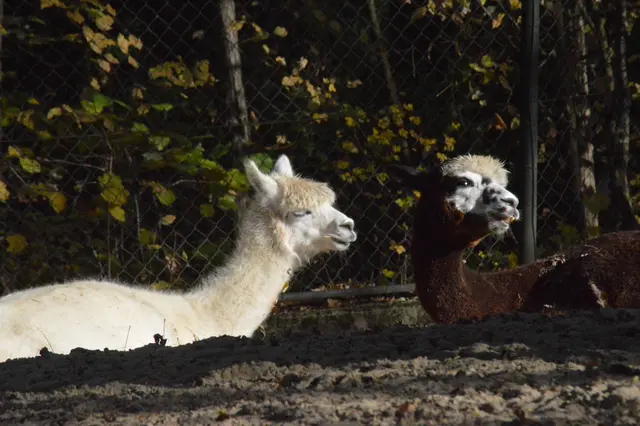 Alpaka