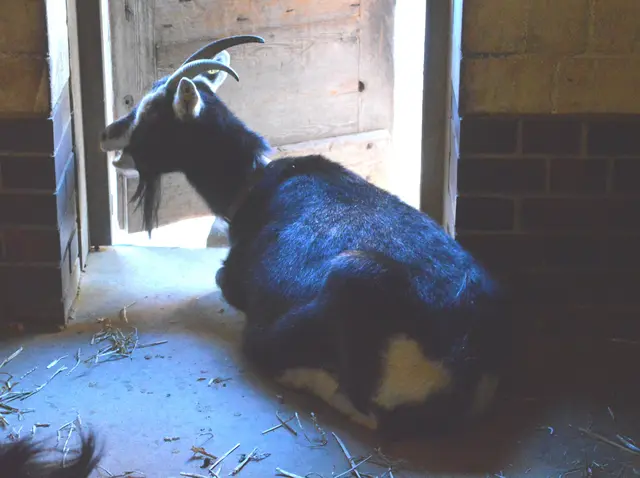 Thüringer Waldziege