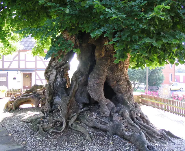 In Upstedt im Ambergau steht die vielleicht älteste Linde Deutschlands. 1100 wurde sie urkundlich erstmalig erwähnt. Doch schon damals muss es, da sie als Gerichtslinde diente, ein großer Baum gewesen sein, vielleicht 200 oder 300 Jahre alt. Sie könnte sogar zur Zeit Karl des Großen gepflanzt worden sein.


  | Foto: Kurt Wolter