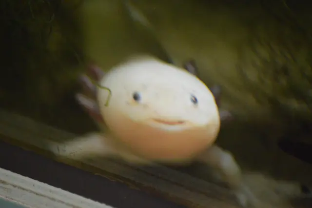 Axolotl