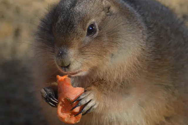 Ein Möhrchen für den Präriehund
