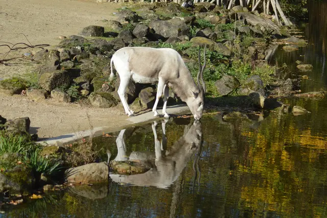 Addax
