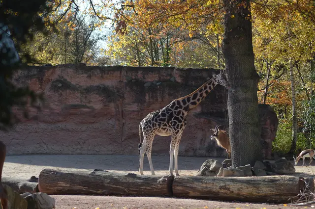 Giraffe hat besuch