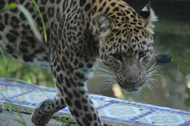 Also mein Leopardenfell gibt es nicht