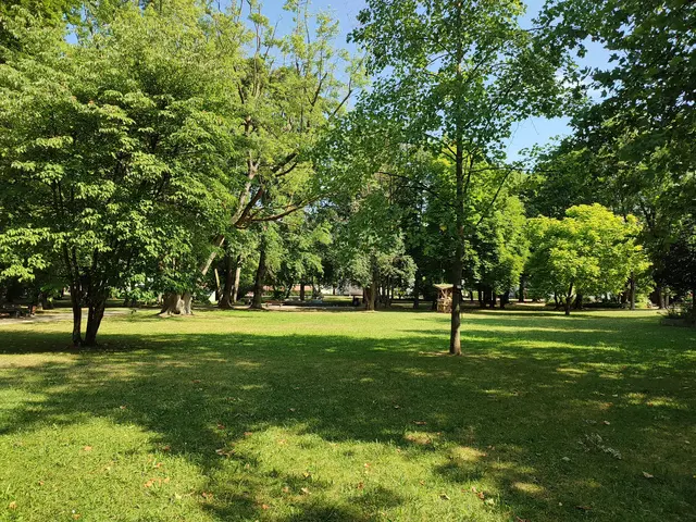 Engagement für den Nogent-Park
Für zusätzliche Wege, die quer durch die Wiese geplant sind, soll der schöne Tulpenbaum gefällt werden. Das bereits bestehende Wegenetz reicht vollkommen aus und sollte behutsam saniert werden.  | Foto: Foto Claudia Wegele