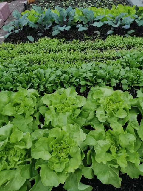 Gemeinsame Pflanzentauschbörse mit dem Kleingartenverein Gersthofen e.V. | Foto: Foto Claudia Wegele