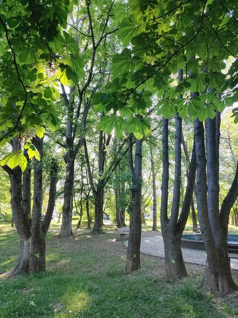 Engagement für den Nogent-Park
Unterschriftenaktion und offener Brief an die Stadträte und Bürgermeister zur Rettung der Bäume im Nogent-Park.  | Foto: Foto Claudia Wegele