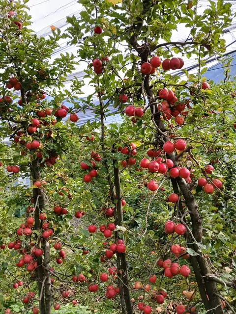 Apfelernte in Südtirol | Foto: Peter Heider