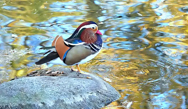 MÄRZ: 
"Mandy", der König des Schmutterparks in Neusäß