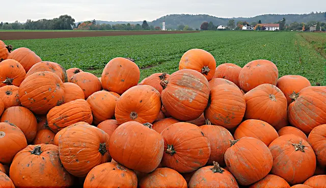NOVEMBER:
Kürbiswand vor Täfertingen und dem Hammlerberg