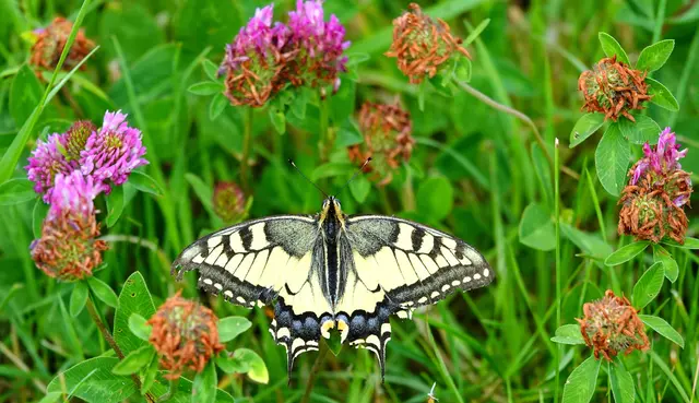 JULI: 
Ein seltener gewordener Gast im Schmuttertal: der Schwalbenschwanz