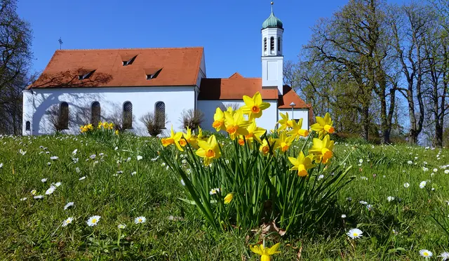 APRIL: 
Die Osterglocken läuten auf dem Kobelberg in Westheim
