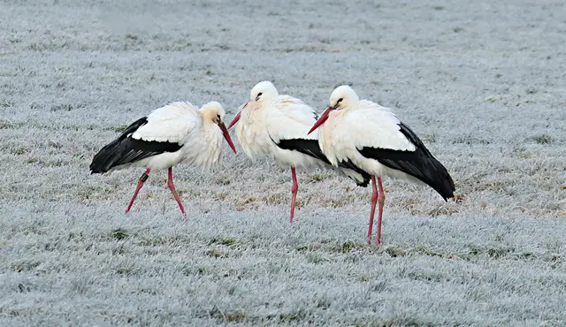 JANUAR: 
Eiskalter Start ins Neue Jahr für das Storchentrio im Schmuttertal
