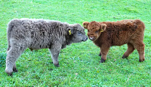 AUGUST: 
Zwei kuschelige "Bärchen" auf der Weide in Täfertingen