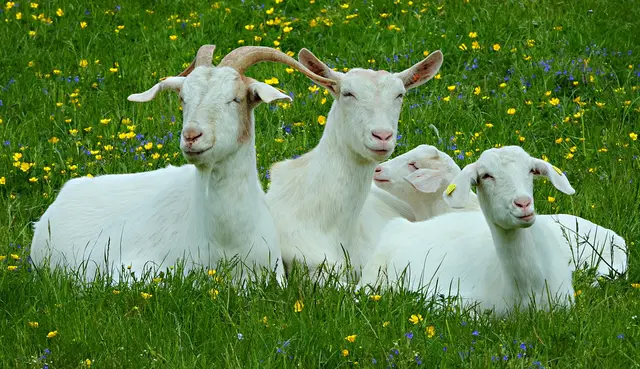 MAI: 
Weißer Sonntag bei der Ziegenfamilie im Vogelsang