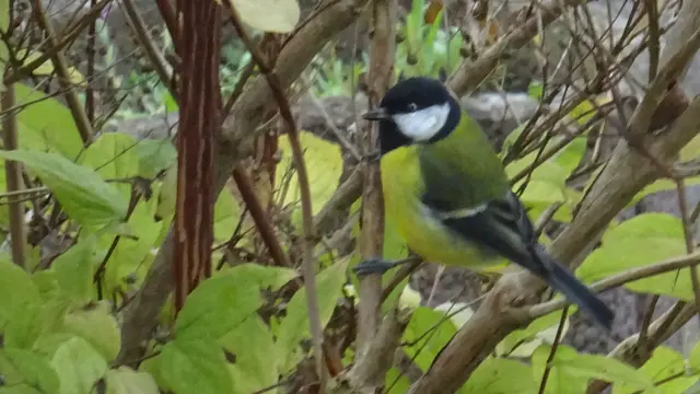 An dem kalten Herbstmorgen beginnt die Kohlmeise sehr früh mit der Nahrungssuche. Foto: Helmut Kuzina