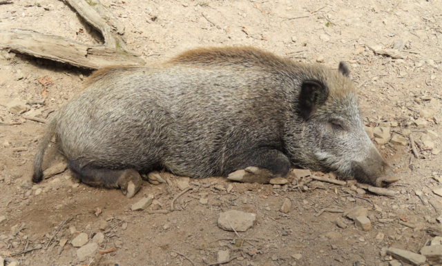 Ausschnitt aus dem Original-Foto. | Foto: M. A.