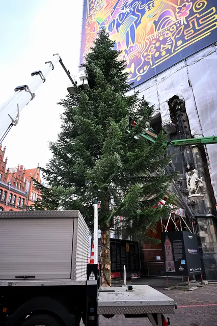 Hannovers Weihnachtsbaum wird aufgestellt