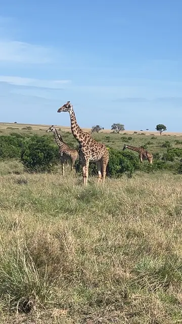 Giraffen ganz nah | Foto: Sebastian Sturz