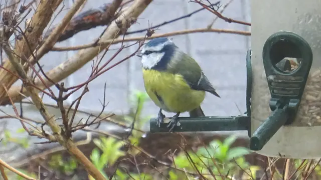 Die Blaumeise muss jetzt jede Gelegenheit nutzen, um Reserven aufzubauen. Foto. Helmut Kuzina