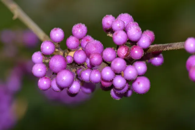 Jedes Jahr im Garten zum Erfreuen.