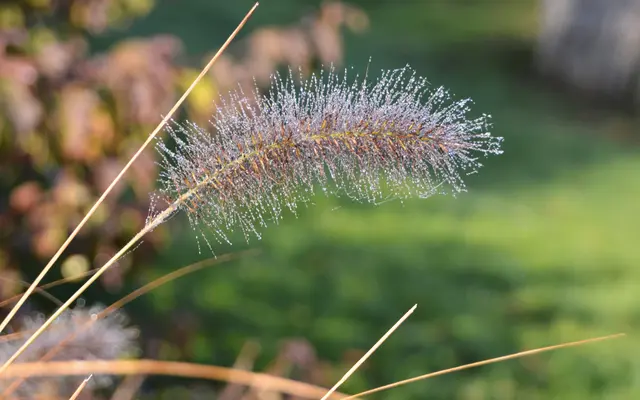 Der Morgentau auf den Pflanzen.