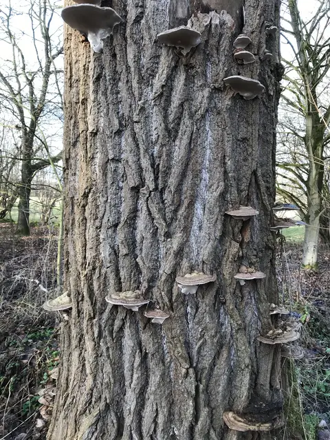 Das Überleben der Pilze.