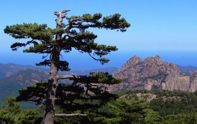 Bizarre Schwarzkiefern sind typisch für diese Landschaft.
