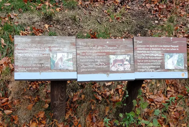 Infotafeln am Luchsgehege an den Rabenklippen
