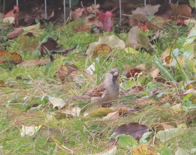 Ausschnitt aus dem Original-Foto (nächstes Bild). | Foto: M. A.
