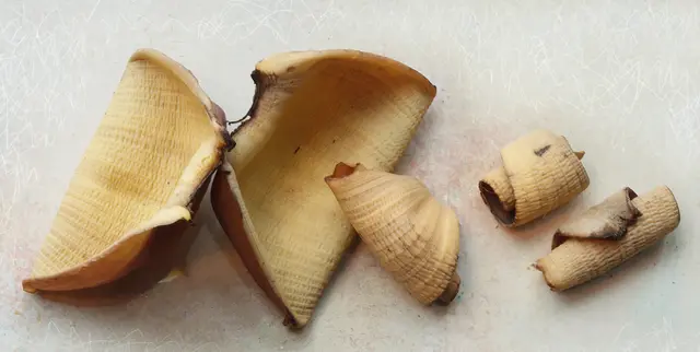 Die welken Blütenblätter (Brakteen) der 'Japanischen Faserbanane' (Musa basjoo) 