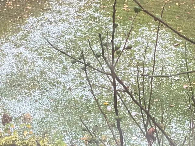 Ein wenig Schnee hat es gegeben. Blick aus meinem Fenster.