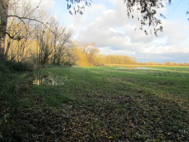 Blick zum Koldinger Holz