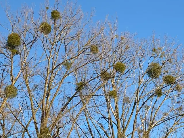Da freut sich Miraculix