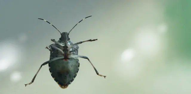 Grüne Stinkwanze (Palomena prasina)
Wer diese flugfähige Wanze schon einmal berührt hat, wird ihr übel riechendes Sekret so schnell nicht vergessen ...