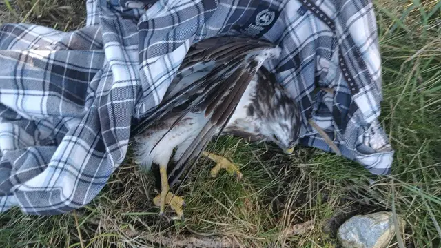 Mein Mäusebussard | Foto: Alexander K.Belej