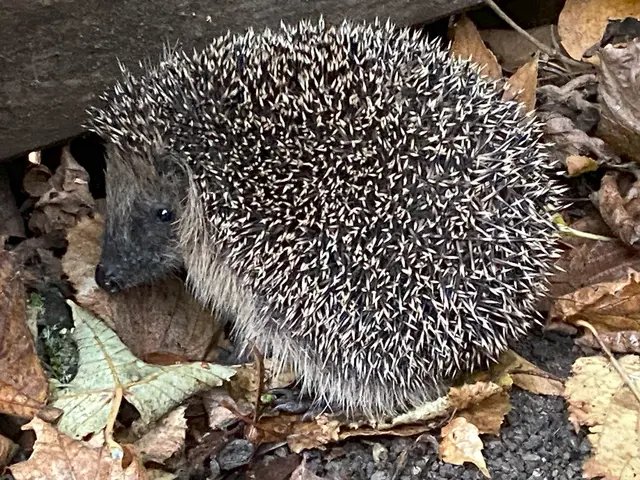 Unser Igel will sich bei diesem Wetter verkriechen